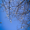 桜色の新年度