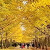 紅葉 今週末の見頃スポット情報・・・