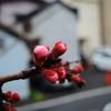 高崎駅前散歩　今朝は１２℃・聖火リレーの幟・南小のハクモクレン・杏の花芽