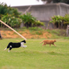 隣市南離島のねこさん