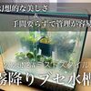 管理が楽チン！次世代ブセ水槽の作り方！NEWミスト式ブセ水槽2025