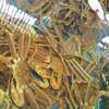 遊魚館　兵庫香美町 松葉がに 鮮魚 お土産