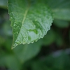 雨に歌う。