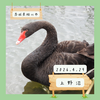 上野沼（桜川市）｜コクチョウ、ホシハジロなど【4月】