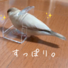 シナモン文鳥さん　新しいおもちゃ？