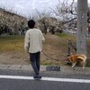 始まりましたよ、ちくわの換毛期…(￣▽￣;)
