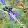 ハチドリのような姿をした茶色い昆虫ホシホウジャクと、植物に擬態して獲物を狙うカマキリ