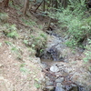 秘境探索　山麓の沢筋にナツトウダイを発見！