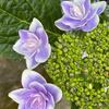 椿花ガーデン紫陽花報告in2023年（2回目）