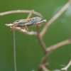 ニホンカナヘビ Takydromus tachydromoides