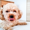 犬の口臭ケアは『水に混ぜるだけ』でOK？歯磨き嫌いな我が家のリアルな使用感と本音