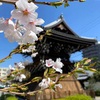 23年3月の妙蓮寺・妙顕寺のお話。