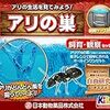 サムライアリこそ、まことのいくさ人よ！「ダーウィンが来た！」で17日放送…撮影者は「ジャポニカのレジェンド！！」