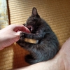 おっさん家の新家族、黒猫の仔猫さん