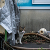 隣県中部 筑前諸島のねこさん