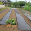 小雨の中・夏野菜の苗植え