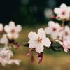 Film:桜の類／フィルムからの写真プリントのデジタル化を 普通のスキャナー一体プリンターで...