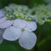 梅雨入り～！