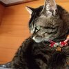 ビスくん、ゆずちゃん、コニーくんを紹介！愛くるしいまったりライフ　猫兎猫ちゃんねる-にゃんとにゃん-nyan to nyan-　その42