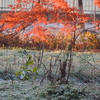 霜柱と雑草と餅つきと・・。