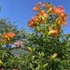 🌻猛暑の中、心を癒してくれる夏の花たち