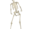 正常な骨密度は？