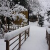 今冬最大の大雪と野鳥たち