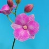 Dendrobium Chanok Pink Stripe ( petaloid )