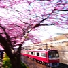 京急　三浦海岸河津桜　その５