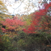 六義園の紅葉の見ごろは１１月下旬かな？