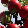 英国サイダー：リンゴ酒300年の歴史を守れ！  (BBC-News, January 27, 2016)