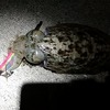 アジングが激タフだったので抑えでコウイカを釣って身を確保
