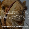 921食目「新型コロナウイルスの新薬はラクダから？」ラクダ族の動物が持つ抗体に注目が集まる＠食品新聞