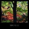 町の紅葉とXiaomi 14Tproファーストインプレッション