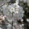 晴れ 勝尾寺～妙見山～るり渓