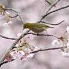 メジロ ～桜隠しの手前で～