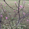 季節外れの八重桜