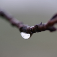 春の雨、花はまだまだ