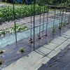 バジル用のネット畝作り、植えました🎵