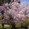 満開の桜🌸