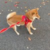 柴犬は吠えたり噛んだり