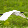 🐦野鳥の回【75】舞いとポーズ（白＆青サギ、カワウ、ハシボソガラス）