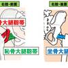   【基礎から学ぶ】股関節の靭帯【解剖生理学】