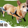 老犬・高齢犬を飼っている飼い主の方へ！老犬・高齢犬の介護用品、ペット用品販売【ペットベリー】をご紹介！
