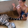 【子連れ】プーケット観光 タイガーパークで虎と戯れろ！🇹🇭