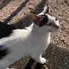 ちょっと　あまいの。