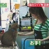 猫とハロメン