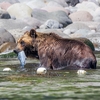 ライバル出現　（ヒグマクルーズ ③ ）