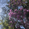 もちろん黒川温泉も春です！