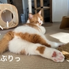 お正月休みが終わるのが悲しいので、愛猫のぷりぷりおしり見て元気チャージ！